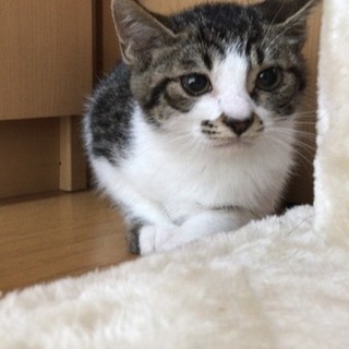 しろきじ男の子、ナツくん