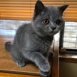 ﾌﾞﾘﾃｨｯｼｭｼｮｰﾄﾍｱｰ　子猫