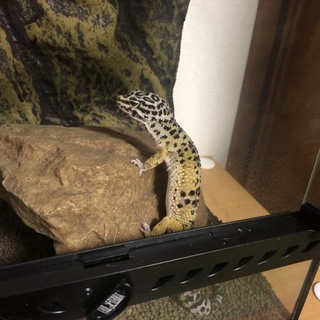 ヒョウモントカゲモドキ　大事にしていただける方