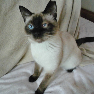 ハンデすら魅力的★マリノ