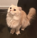 長毛ミルクティ色スコティッシュ