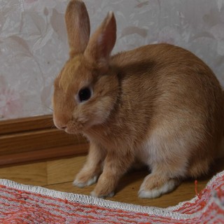 うさぎさん(ネザーランドドワーフ)：交渉中