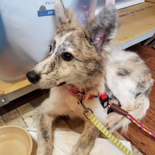 この子を助けてください。