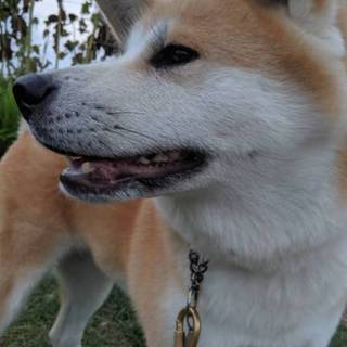 大きな体で甘えん坊の秋田女子『マロ』