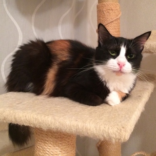 サウジアラビアから来た長毛三毛のお姫さま