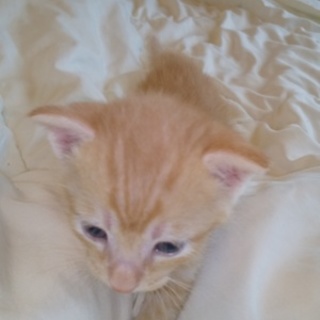 １ヶ月の可愛い茶とら男の子パパママ募集