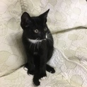 かわいい子ねこです