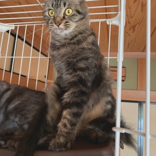 里親募集中(=^・^=)