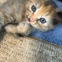 生後1ヶ月半の子猫