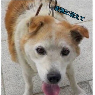 期限がきてしまいます、、可愛い男の子の迷子犬