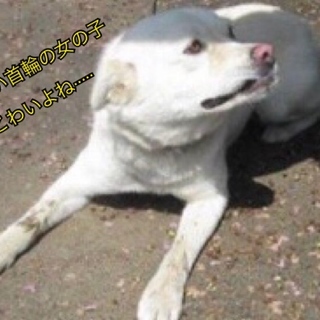 赤い首輪の女の子 飼い主の御迎え無く期限がきそう