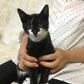 かわいい子ねこです