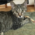人懐っこい元気な子猫です‼️