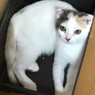 スコらしく穏やかな女の子です。