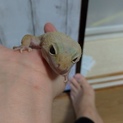 ヒョウモントカゲモドキ　レオパ　２匹　里親募集