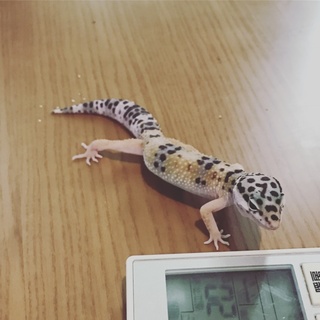 ヒョウモントカゲモドキ大切にしてくださる方募集です