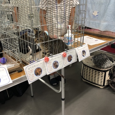 第19回ねこの譲渡会