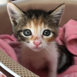 里親決定☆あられちゃん