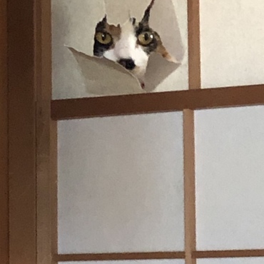 ミテマスヨ…