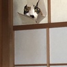 ミテマスヨ…