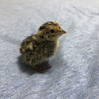 並ウズラ(雛)里親募集