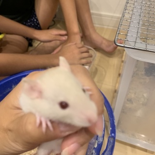 ファンシーラットの赤ちゃん里親募集