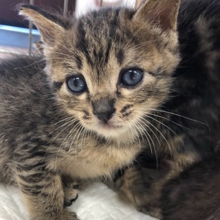 ミルクから育てた甘えん坊の子猫です❗️①