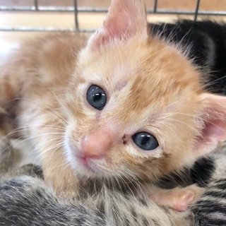 ミルクから育てた甘えん坊の子猫です❗️②