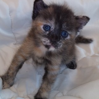 １ヶ月可愛い人懐こい元気な黒茶の女の子パパママ募集