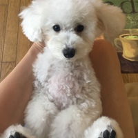 ムッシュ