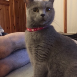 1週間 で すっかり馴染む