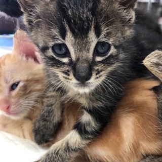 ミルクから育てた甘えん坊の子猫です❗️③