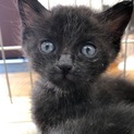 ミルクから育てた甘えん坊の子猫です❗️④