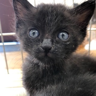 ミルクから育てた甘えん坊の子猫です❗️④