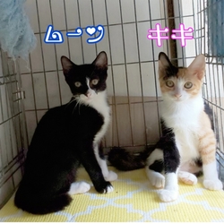 保護猫の譲渡会