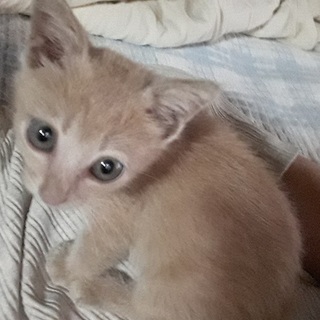 種類はわかりませんが、子猫です！