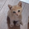 種類はわかりませんが、子猫です！ サムネイル2