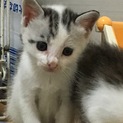生後1ヶ月（ポインテッドメス）可愛い4兄妹②
