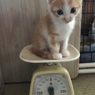 生後1ヶ月半！人馴れ抜群‼︎