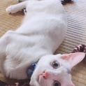洋猫MIX 白猫ブルーアイ ♂