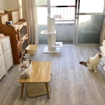 ねこ部屋2