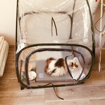 ねこ  酸素室で闘病中