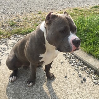 育ち盛り元気なオス 血統書付