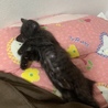 自宅で生まれた子猫ちゃんの募集です！ サムネイル2