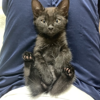 自宅で生まれた子猫ちゃんの募集です！