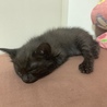 自宅で生まれた子猫ちゃんの募集です！ サムネイル3