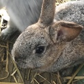 2歳のうさぎ