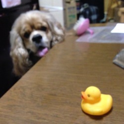 ピヨちゃんに、ビビるプリンス！