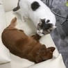 きゃめぷー
