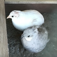 ももとうめ